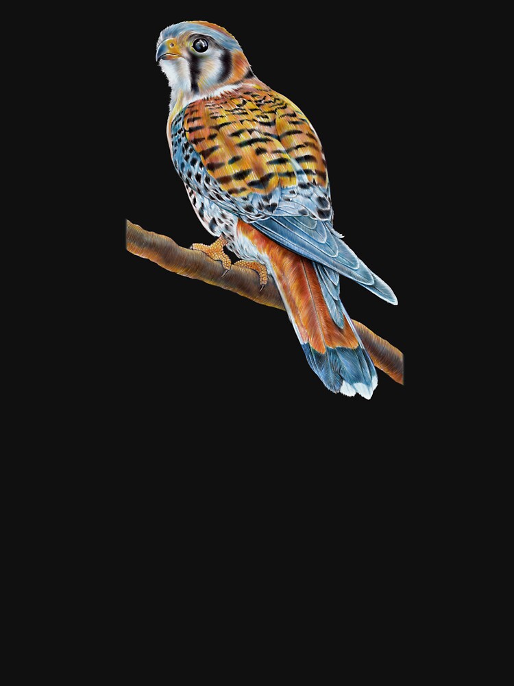American Kestrel by TimJeffsArt