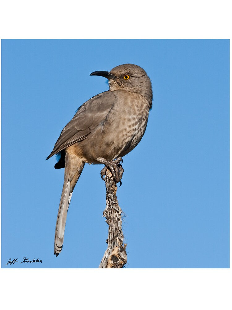 Curve-Billed Thrasher by Jeff Goulden Photography