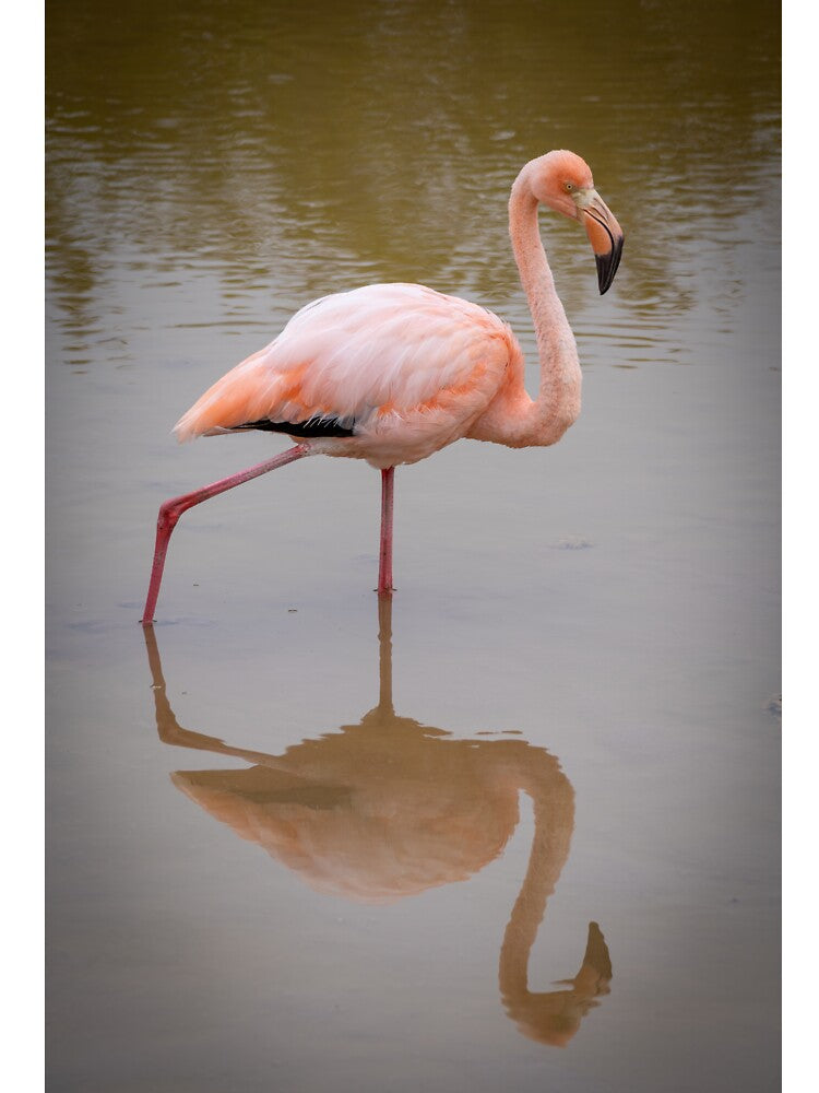 Pink Flamingo Reflection Wildlife Photography Galapagos Nature Print by WildFrameNature