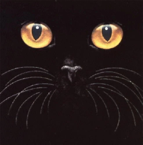 Big Yellow Eyes Cat Tshirt Sizes/Colors