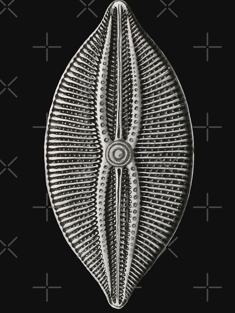 Ernst Haeckel Diatom algae by DreamingBeetle